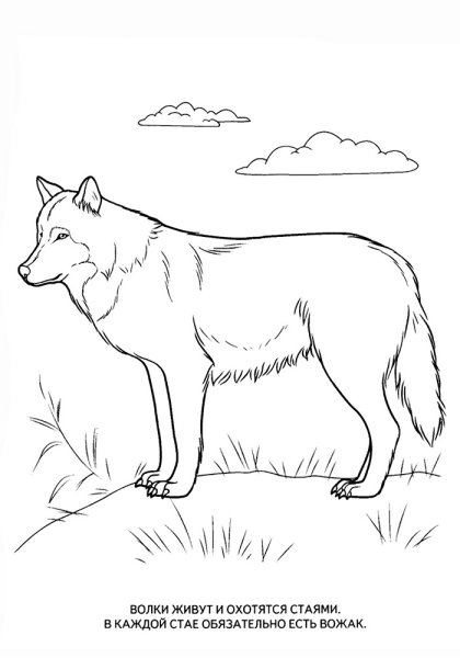 Волк раскраска для детей