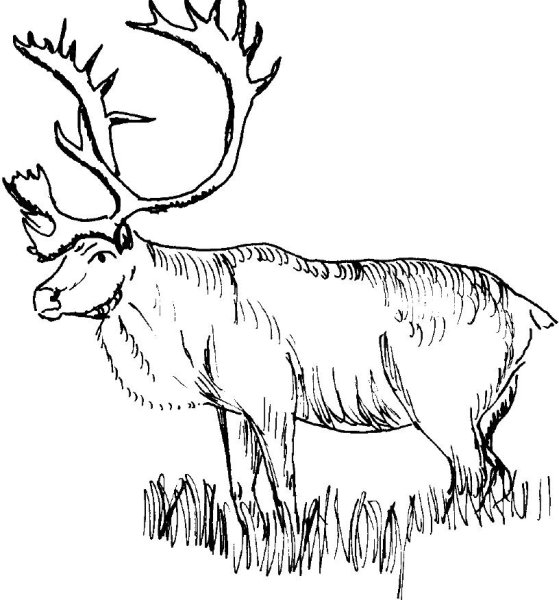 Северный олень раскраска