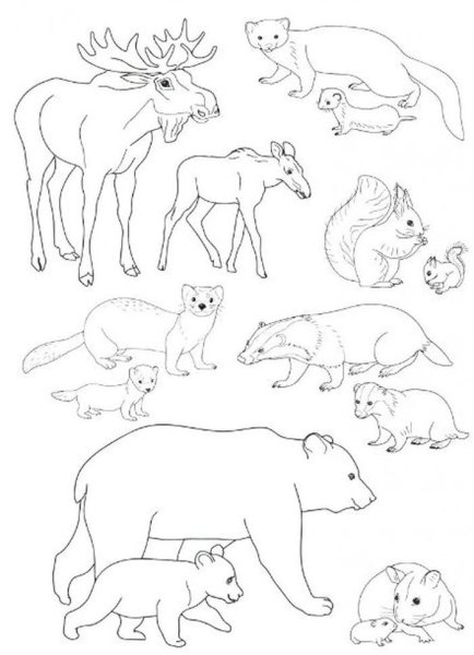 Раскраски диких животных