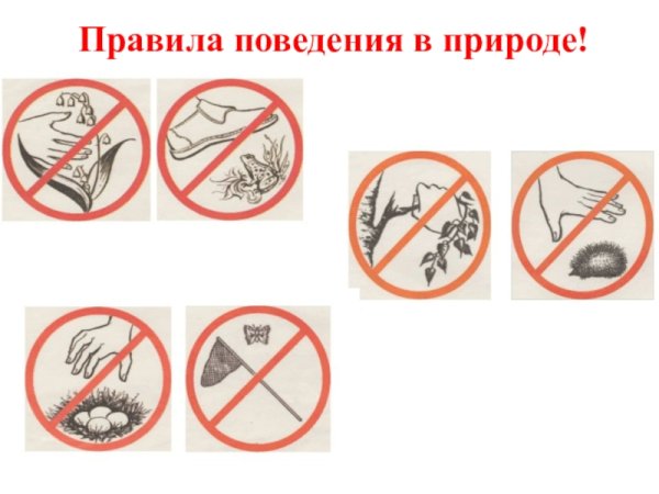 Знаки правила поведения в природе