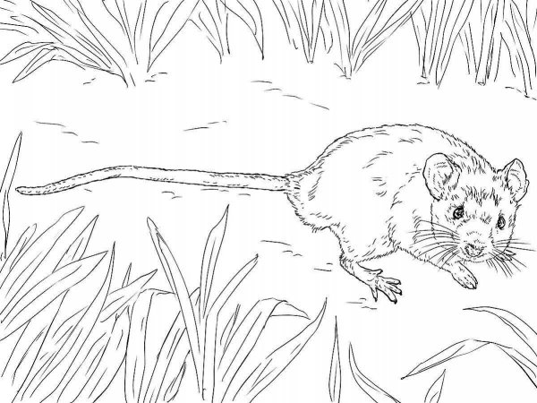 Полевая мышь раскраска