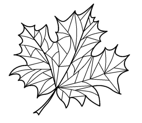 Раскраска кленовых листьев