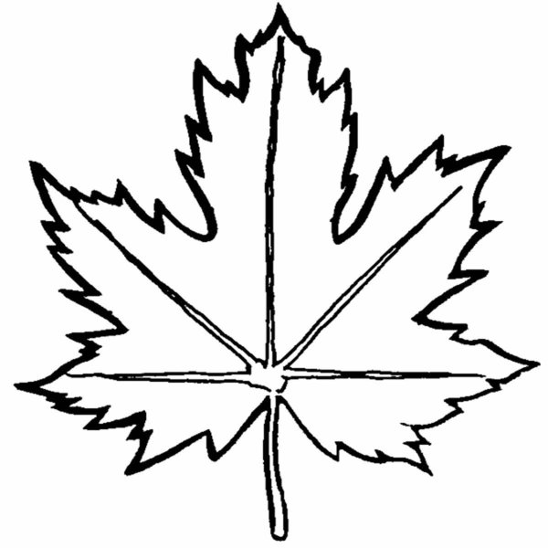 Лист клена раскраска для детей
