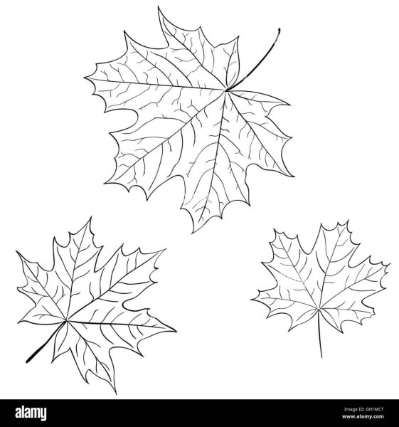 Кленовые листья разных размеров