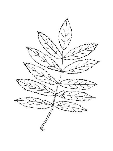 Лист рябины раскраска