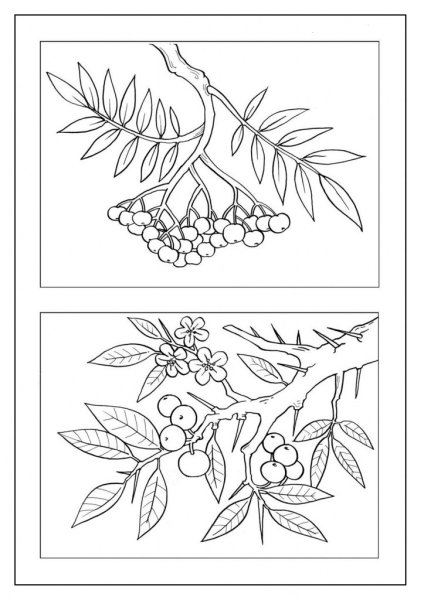 Рябина раскраска для детей