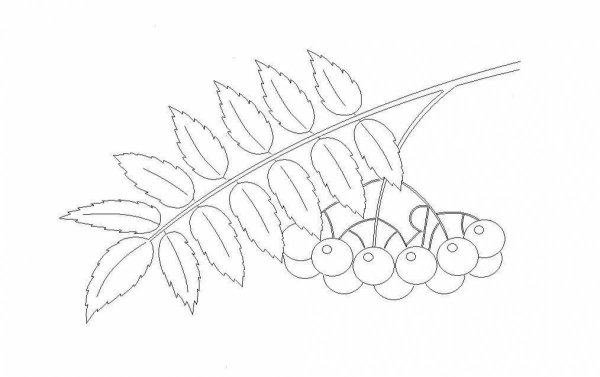 Ветка рябины без ягод