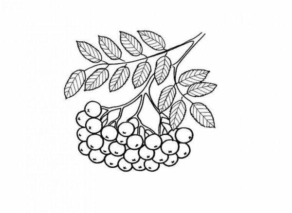 Кисть Рябинки гроздь Калинки рисование