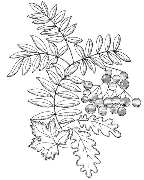 Рябина эскиз