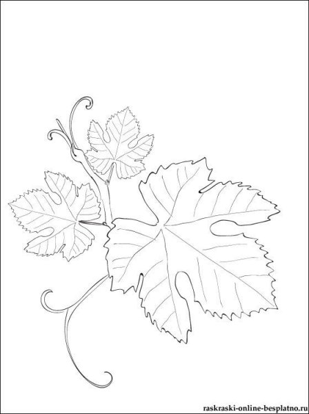 Виноградный лист шаблон