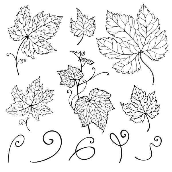 Виноградный лист чертеж