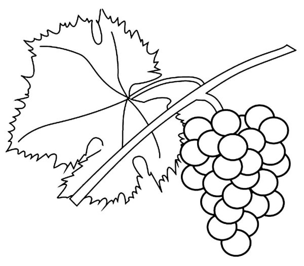 Виноград раскраска