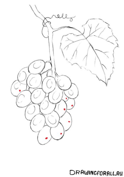 Виноград карандашом