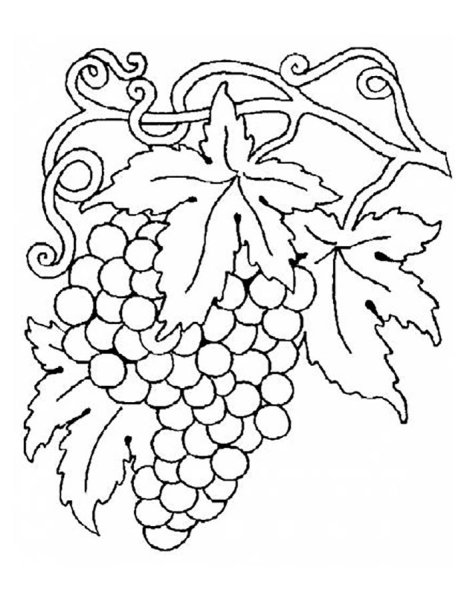 Виноград раскраска