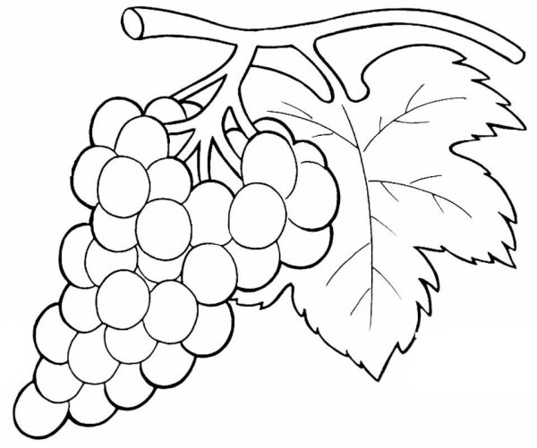 Виноград раскраска