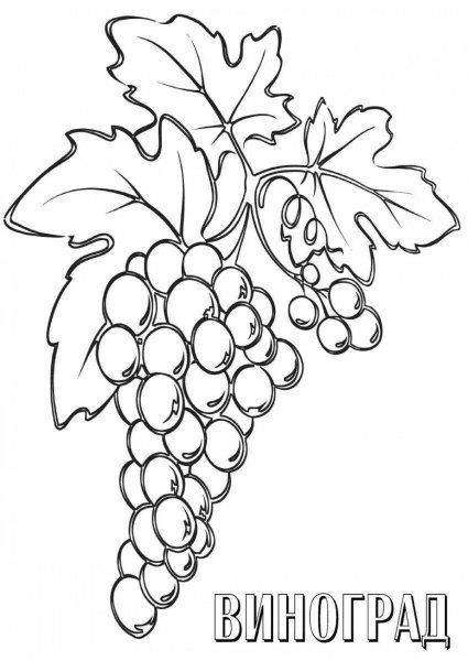 Гроздь винограда раскраска