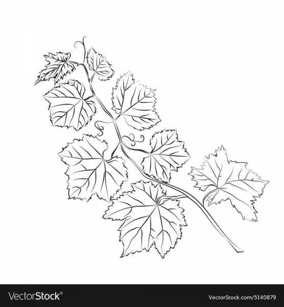 Виноградный лист контур
