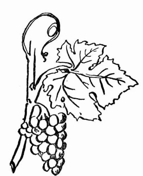 Виноград раскраска