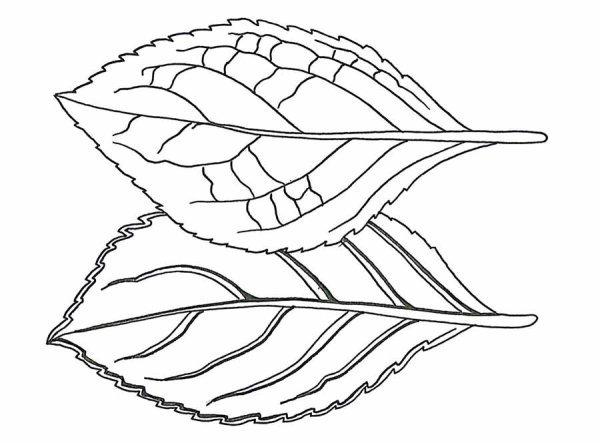 Лист яблони раскраска для детей
