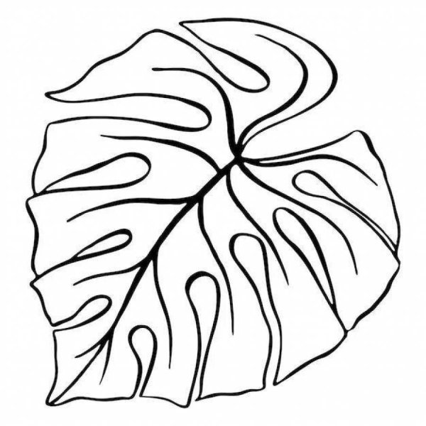 Лист монстеры эскиз