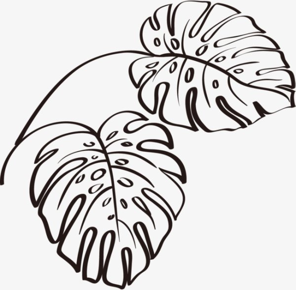 Лист монстеры контур