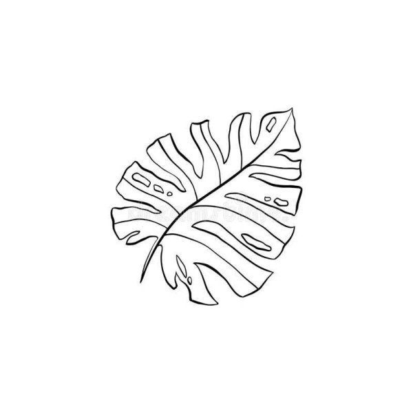 Лист монстеры контур