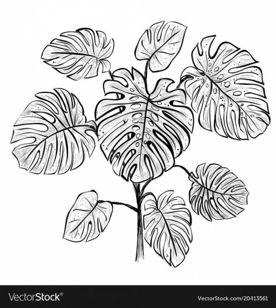 Монстера Альба лист