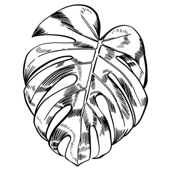 Монстера Графика