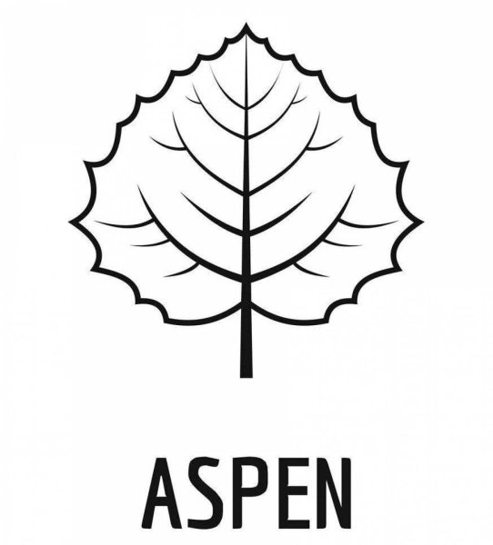 Лист осины вектор