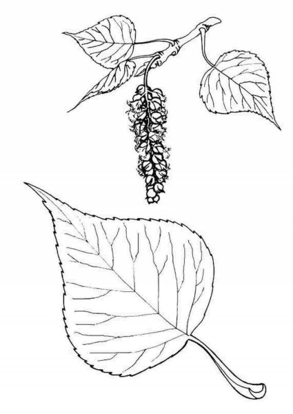 Тополь раскраска