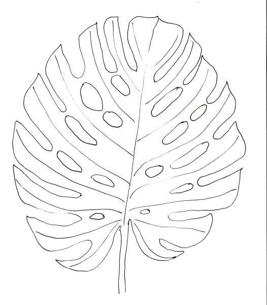 Monstera Leaf контур