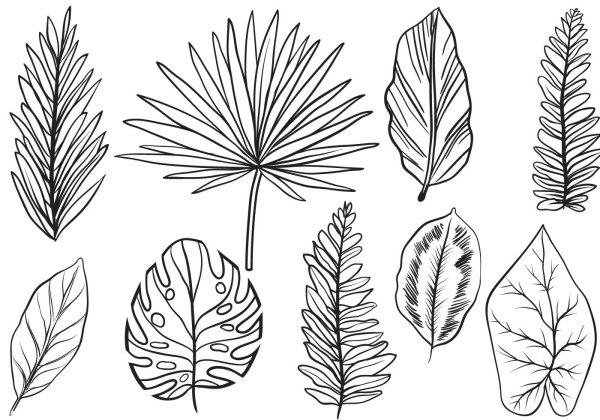 Тропические листья