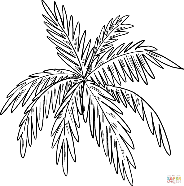 Пальмовые листья раскраска
