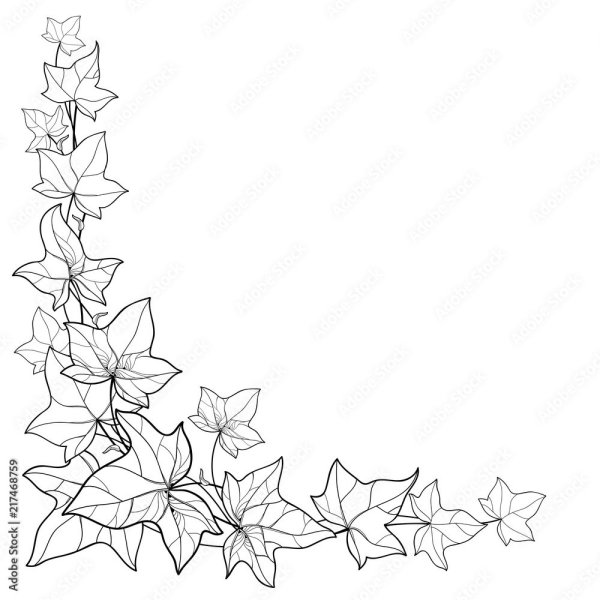 Листья плюща контур