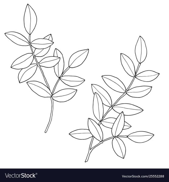 Традесканция раскраска для детей