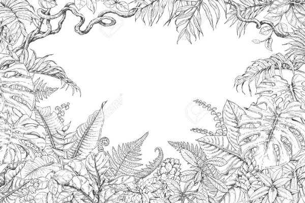 Тропический лес чб