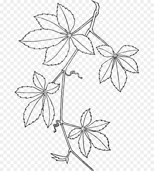 Parthenocissus vitacea