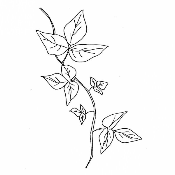 Вьющиеся растения рисунок