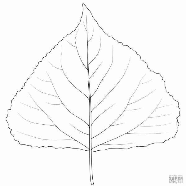 Листья тополя черно белые