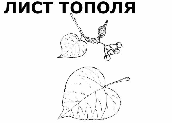 Поэтапное рисование листа липы
