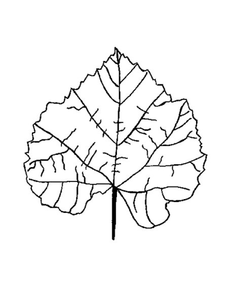 Лист осины раскраска для детей