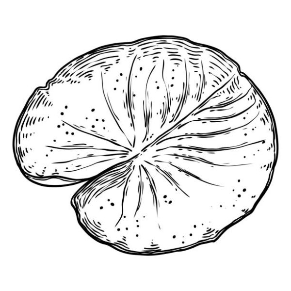 Лист кувшинки трафарет