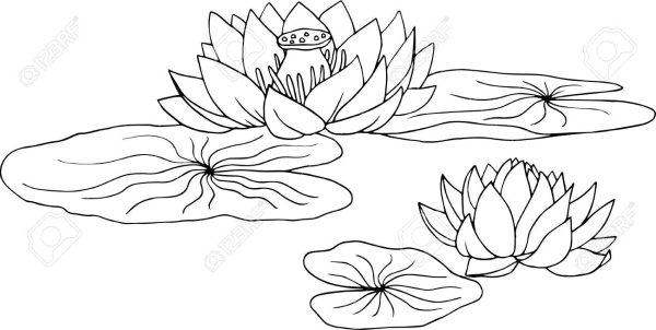 Цветок лотоса, лилии, кувшинки