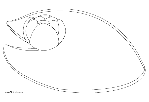 Шаблон кувшинки для аппликации