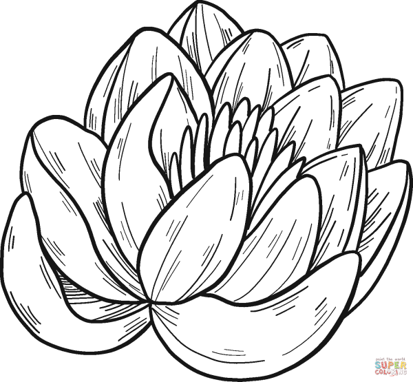 Кувшинка раскраска