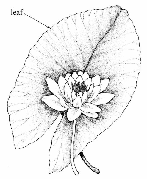 Кувшинка белая (Nymphaea Alba)