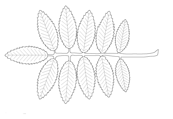 Рябиновый лист трафарет