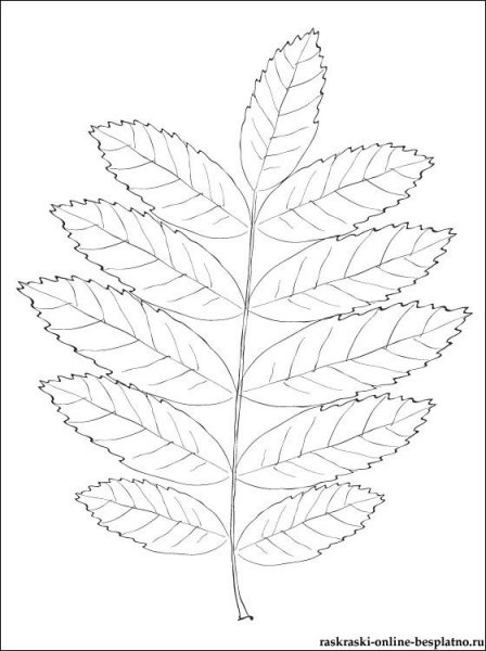 Лист рябины раскраска для детей