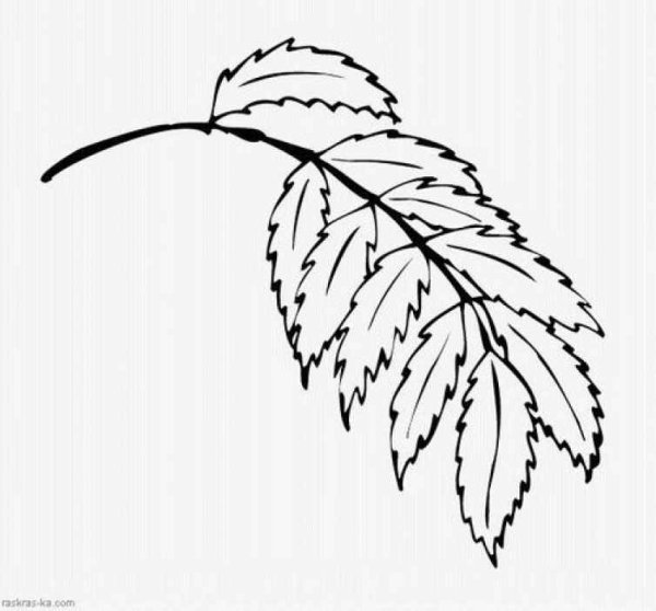 Лист рябины раскраска для детей