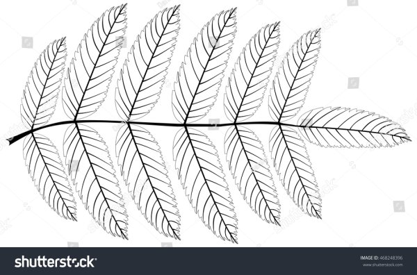 Лист рябины черно белый